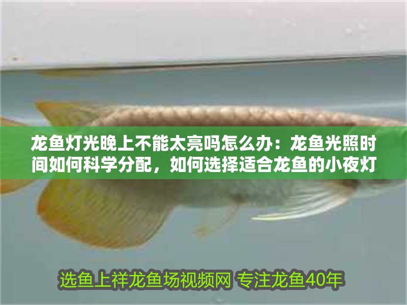 龍魚(yú)燈光晚上不能太亮嗎怎么辦：龍魚(yú)光照時(shí)間如何科學(xué)分配，如何選擇適合龍魚(yú)的小夜燈？