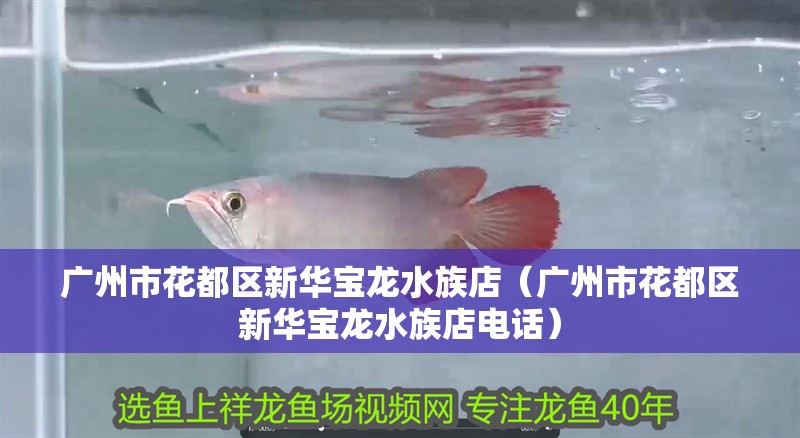 廣州市花都區新華寶龍水族店（廣州市花都區新華寶龍水族店電話）