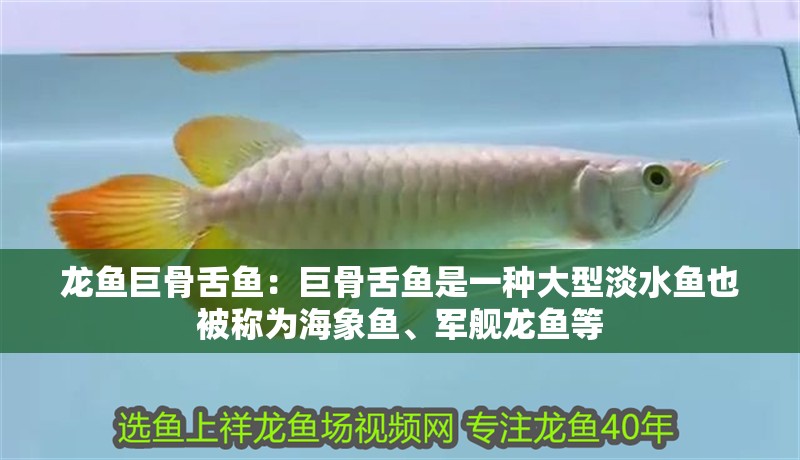 龍魚巨骨舌魚：巨骨舌魚是一種大型淡水魚也被稱為海象魚、軍艦龍魚等