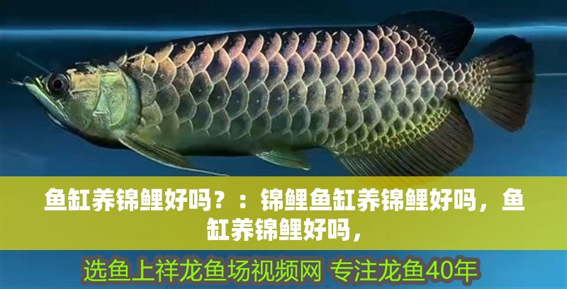魚缸養錦鯉好嗎？：錦鯉魚缸養錦鯉好嗎，魚缸養錦鯉好嗎，