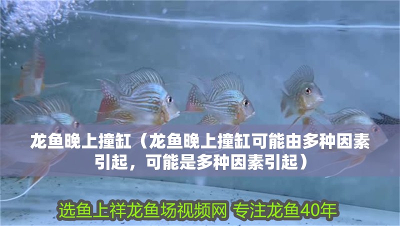 龍魚晚上撞缸（龍魚晚上撞缸可能由多種因素引起，可能是多種因素引起）