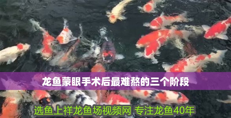 龍魚蒙眼手術后最難熬的三個階段