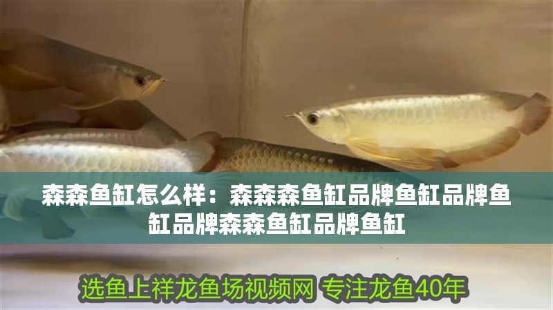 森森魚缸怎么樣：森森森魚缸品牌魚缸品牌魚缸品牌森森魚缸品牌魚缸