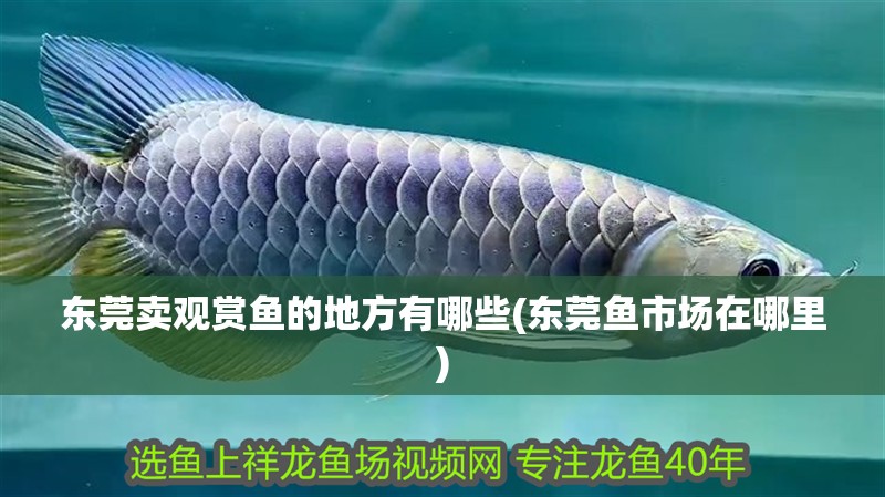東莞賣觀賞魚的地方有哪些(東莞魚市場在哪里)