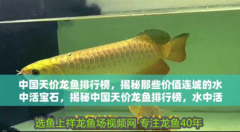 中國天價龍魚排行榜，揭秘那些價值連城的水中活寶石，揭秘中國天價龍魚排行榜，水中活寶石價值幾何？