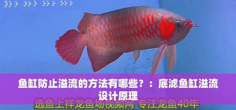 魚缸防止溢流的方法有哪些？：底濾魚缸溢流設計原理 魚缸防止溢流的方法有哪些？：底濾魚缸溢流設計原理 魚缸百科