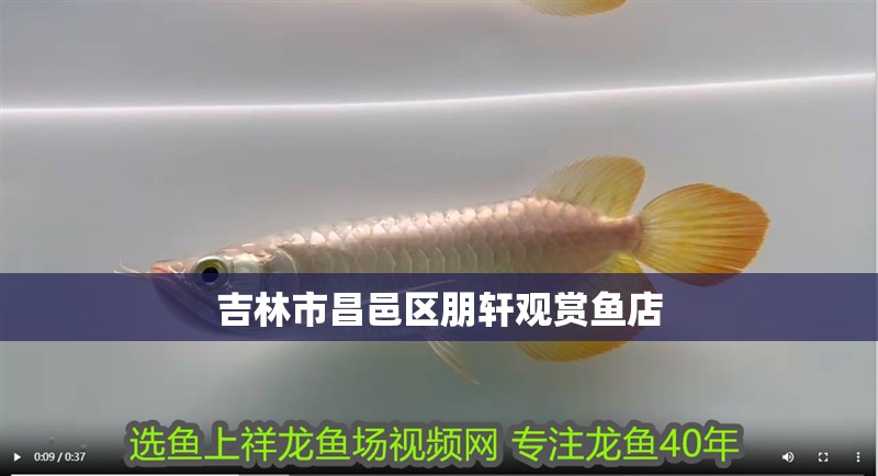 吉林市<strong><mark>昌邑</mark></strong>區朋軒觀賞魚店