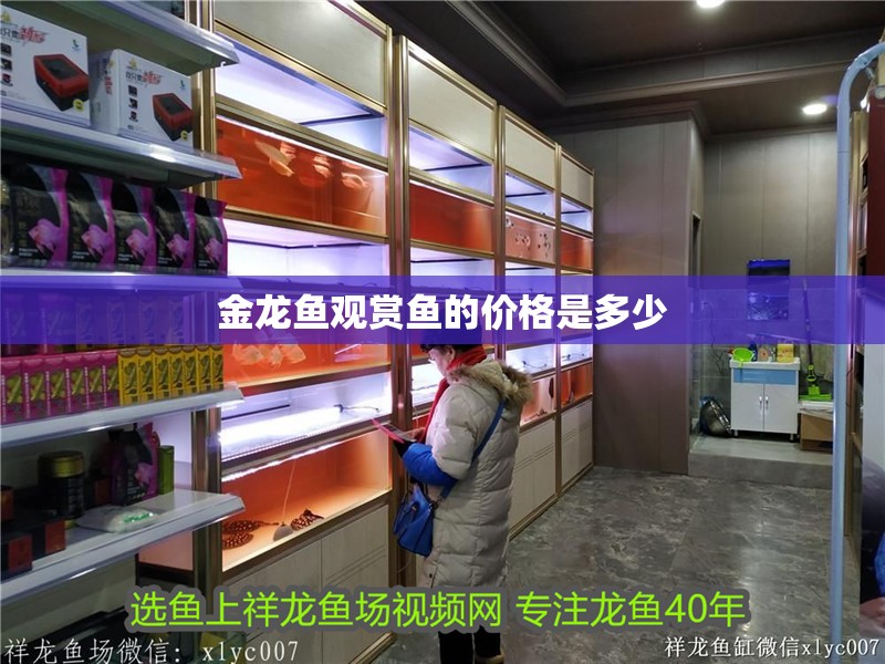 金龍魚觀賞魚的價(jià)格是多少