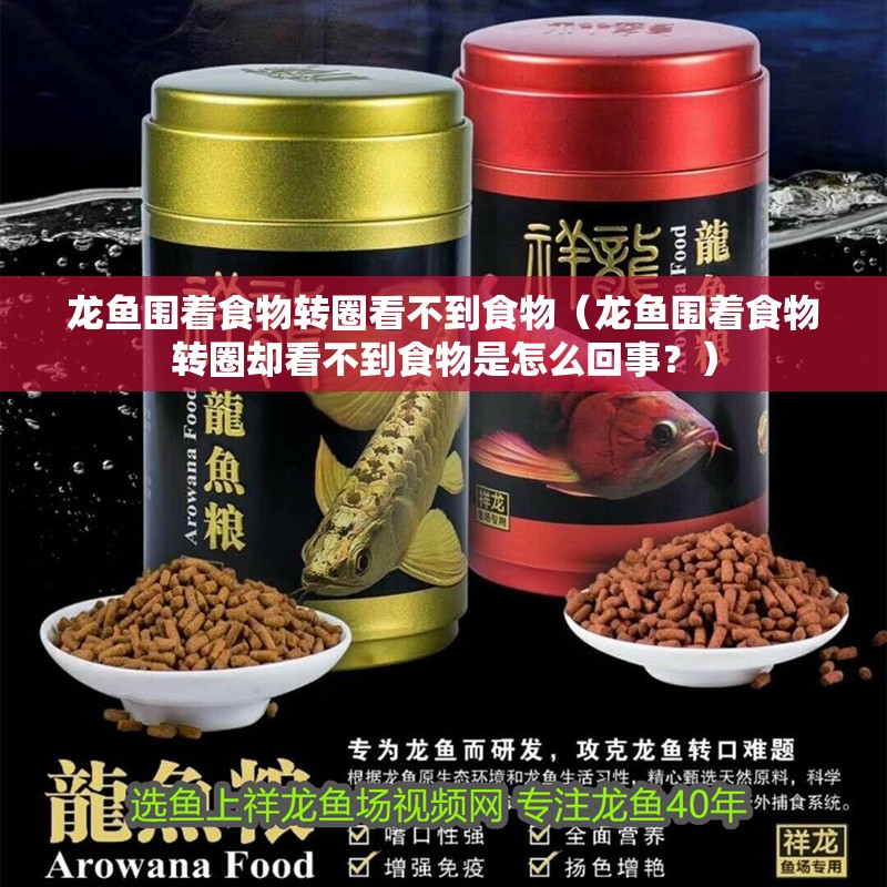 龍魚圍著食物轉(zhuǎn)圈看不到食物（龍魚圍著食物轉(zhuǎn)圈卻看不到食物是怎么回事？）