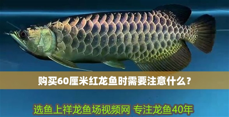 我的虎魚真菌感染了要怎么處理 購買60厘米紅龍魚時需要注意什么? 龍魚論壇 購買60厘米紅龍魚時需要注意什么? 購買60厘米紅龍魚時需要注意什么? 龍魚論壇