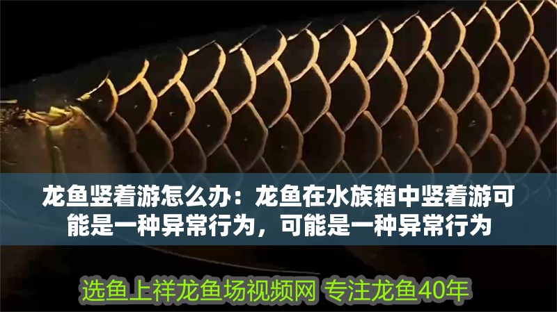 龍魚豎著游怎么辦：龍魚在水族箱中豎著游可能是一種異常行為，可能是一種異常行為