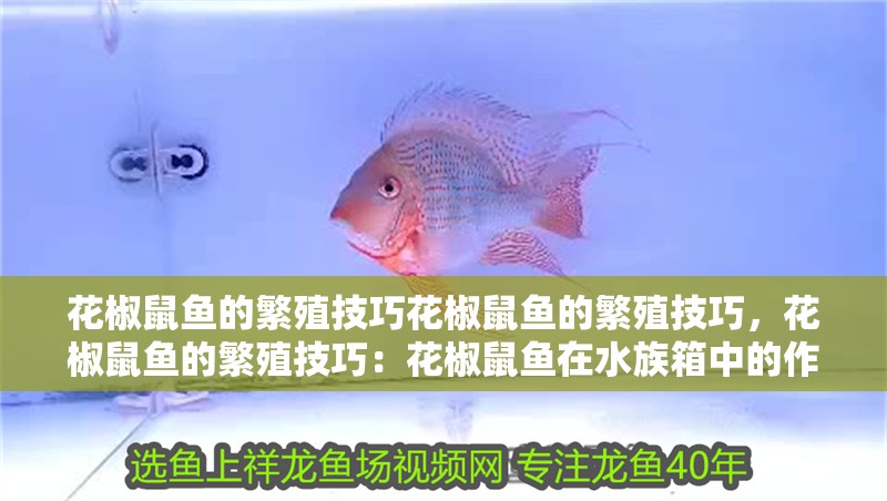 花椒鼠魚的繁殖技巧花椒鼠魚的繁殖技巧，花椒鼠魚的繁殖技巧：花椒鼠魚在水族箱中的作用