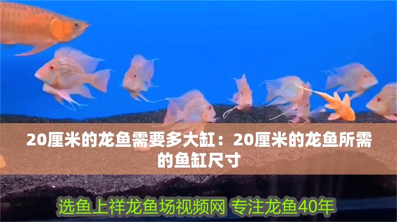 魚缸用增氧泵價格是多少:魚缸增氧機-xtrac增氧機-xtrac增氧機 20厘米的龍魚需要多大缸:20厘米的龍魚所需的魚缸尺寸 龍魚百科 20厘米的龍魚需要多大缸:20厘米的龍魚所需的魚缸尺寸 20厘米的龍魚需要多大缸:20厘米的龍魚所需的魚缸尺寸 龍魚百科