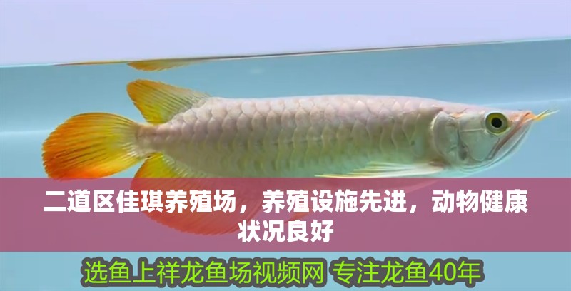 <strong><mark>二道</mark></strong>區佳琪養殖場，養殖設施先進，動物健康狀況良好