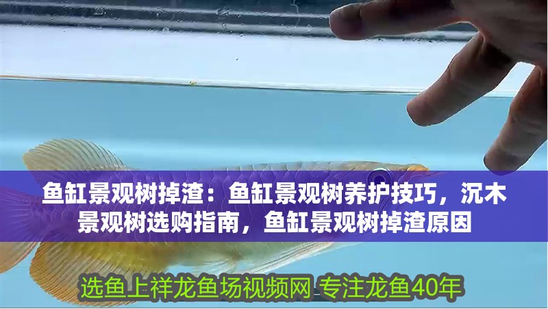 魚缸景觀樹掉渣：魚缸景觀樹養護技巧，沉木景觀樹選購指南，魚缸景觀樹掉渣原因 魚缸景觀樹掉渣：魚缸景觀樹養護技巧，沉木景觀樹選購指南，魚缸景觀樹掉渣原因 魚缸百科