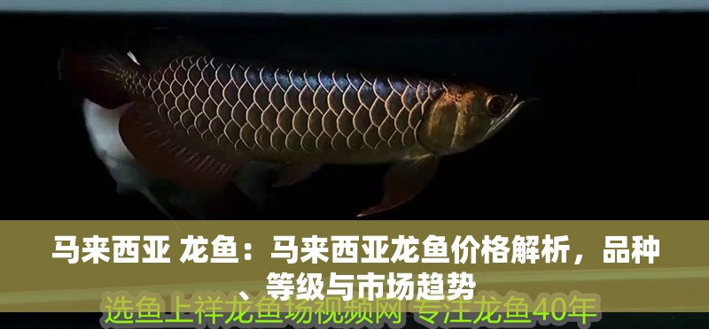 馬來西亞 龍魚：馬來西亞龍魚價格解析，品種、等級與市場趨勢
