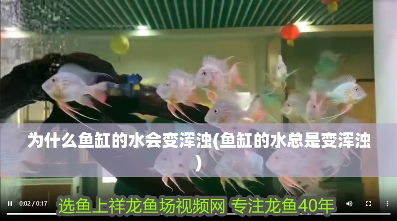 為什么魚缸的水會(huì)變渾濁(魚缸的水總是變渾濁)