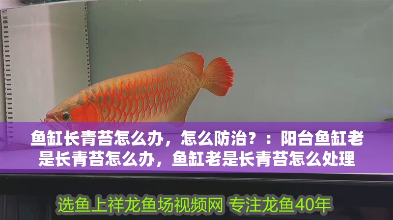魚缸長青苔怎么辦，怎么防治？：陽臺魚缸老是長青苔怎么辦，魚缸老是長青苔怎么處理 魚缸長青苔怎么辦，怎么防治？：陽臺魚缸老是長青苔怎么辦，魚缸老是長青苔怎么處理 魚缸百科