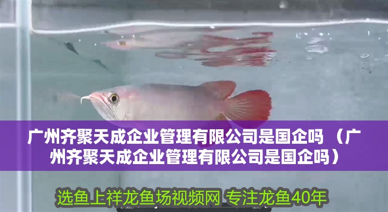 廣州齊聚天成企業(yè)管理有限公司是國企嗎 （廣州齊聚天成企業(yè)管理有限公司是國企嗎）