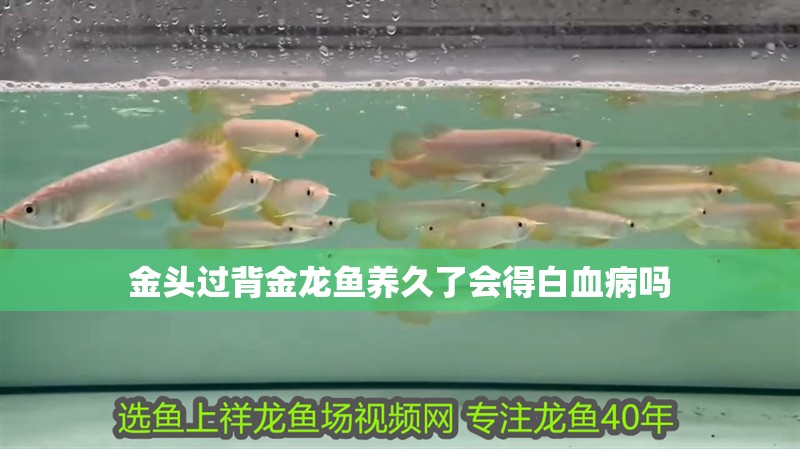 龍魚干蝦有營養(yǎng)嗎 金頭過背金龍魚養(yǎng)久了會(huì)得白血病嗎 龍魚論壇 金頭過背金龍魚養(yǎng)久了會(huì)得白血病嗎 金頭過背金龍魚養(yǎng)久了會(huì)得白血病嗎 龍魚論壇