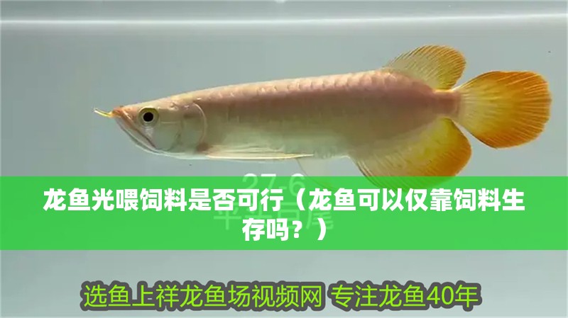 龍魚光喂飼料是否可行（龍魚可以僅靠飼料生存嗎？）