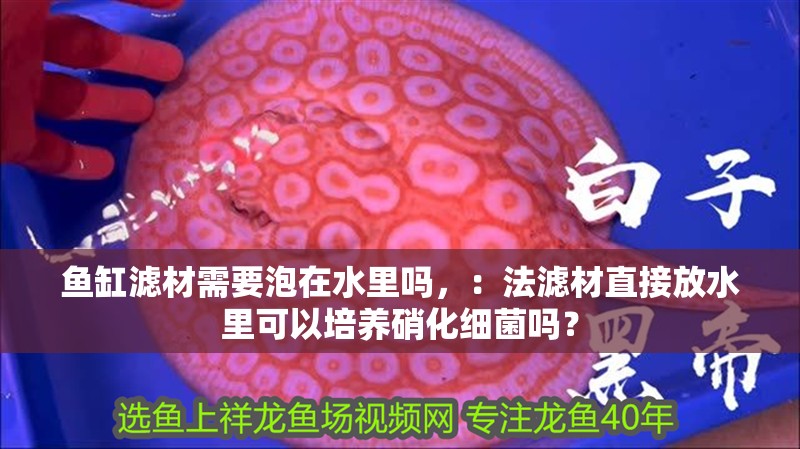 魚缸濾材需要泡在水里嗎，：法濾材直接放水里可以培養(yǎng)硝化細(xì)菌嗎？