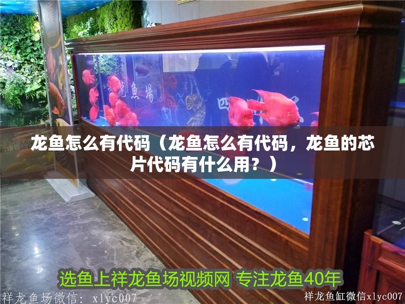 龍魚怎么有代碼（龍魚怎么有代碼，龍魚的芯片代碼有什么用？）
