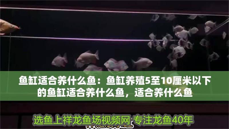 魚缸適合養什么魚：魚缸養殖5至10厘米以下的魚缸適合養什么魚，適合養什么魚