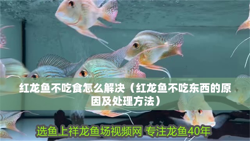 紅龍魚(yú)不吃食怎么解決（紅龍魚(yú)不吃東西的原因及處理方法）