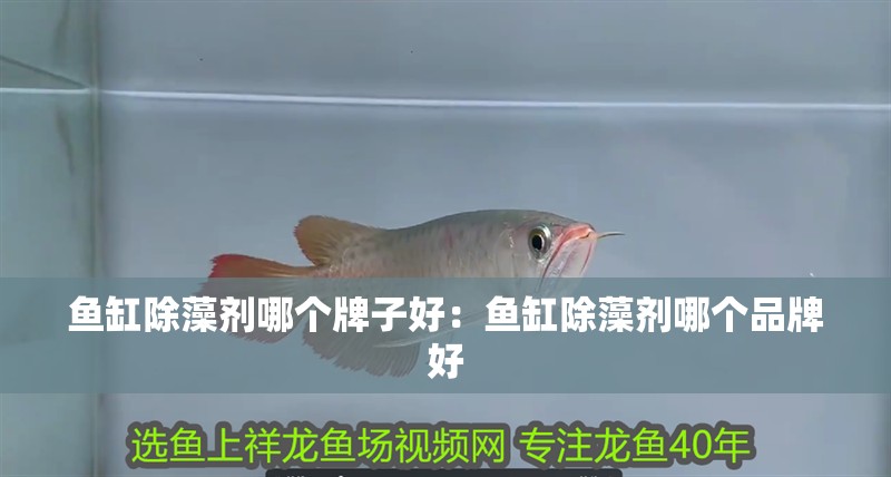 龍魚干蝦有營養嗎 魚缸除藻劑哪個牌子好:魚缸除藻劑哪個品牌好 魚缸百科 魚缸除藻劑哪個牌子好:魚缸除藻劑哪個品牌好 魚缸除藻劑哪個牌子好:魚缸除藻劑哪個品牌好 魚缸百科