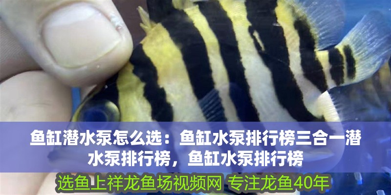 魚(yú)缸潛水泵怎么選：魚(yú)缸水泵排行榜三合一潛水泵排行榜，魚(yú)缸水泵排行榜