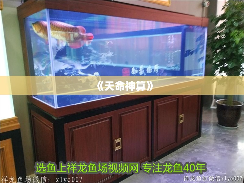 《天命神算》