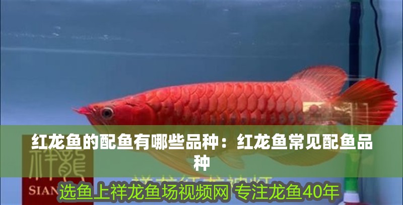 紅龍魚的配魚有哪些品種：紅龍魚常見配魚品種