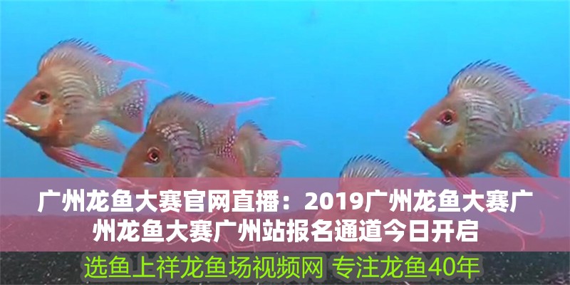廣州龍魚大賽官網直播：2019廣州龍魚大賽廣州龍魚大賽廣州站報名通道今日開啟