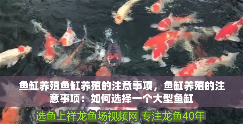 魚缸養殖魚缸養殖的注意事項，魚缸養殖的注意事項：如何選擇一個大型魚缸