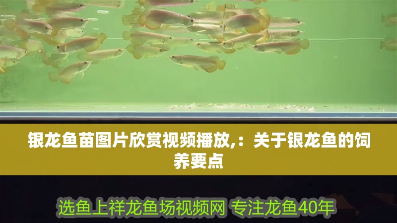 銀龍魚苗圖片欣賞視頻播放,：關于銀龍魚的飼養要點