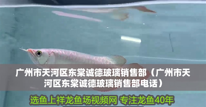 廣州市天河區東棠誠德玻璃銷售部（廣州市天河區東棠誠德玻璃銷售部電話） 廣州市天河區東棠誠德玻璃銷售部（廣州市天河區東棠誠德玻璃銷售部電話） 全國水族館企業名錄