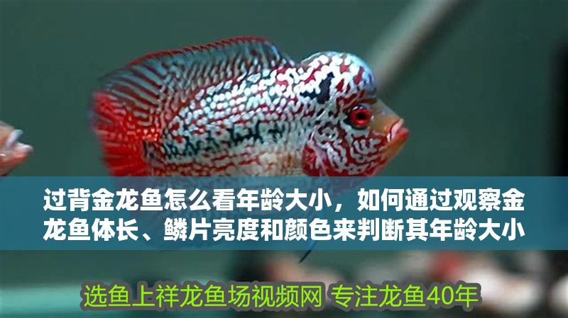 過(guò)背金龍魚(yú)怎么看年齡大小，如何通過(guò)觀察金龍魚(yú)體長(zhǎng)、鱗片亮度和顏色來(lái)判斷其年齡大小 過(guò)背金龍魚(yú)怎么看年齡大小，如何通過(guò)觀察金龍魚(yú)體長(zhǎng)、鱗片亮度和顏色來(lái)判斷其年齡大小 龍魚(yú)百科