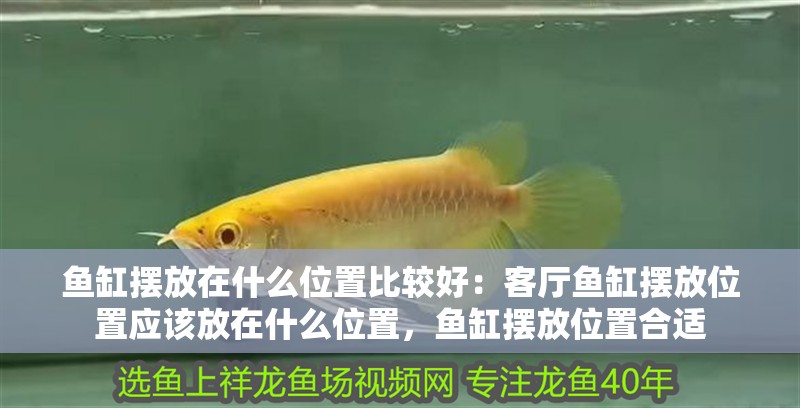 魚缸擺放在什么位置比較好：客廳魚缸擺放位置應該放在什么位置，魚缸擺放位置合適