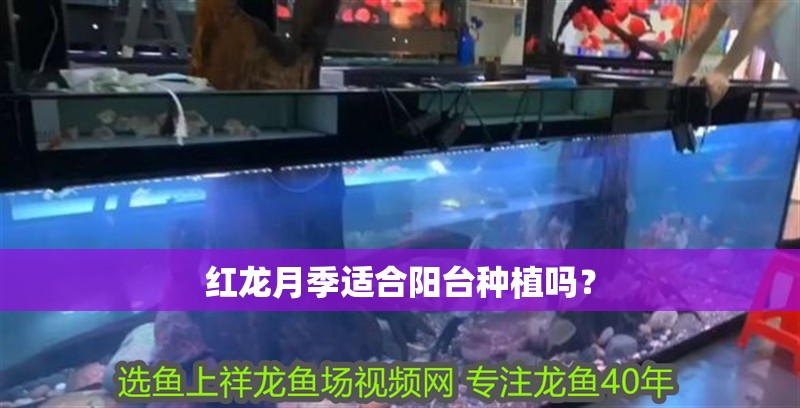 紅龍月季適合陽臺種植嗎？