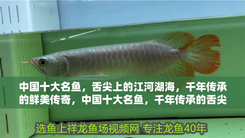 中國十大名魚，舌尖上的江河湖海，千年傳承的鮮美傳奇，中國十大名魚，千年傳承的舌尖鮮美傳奇
