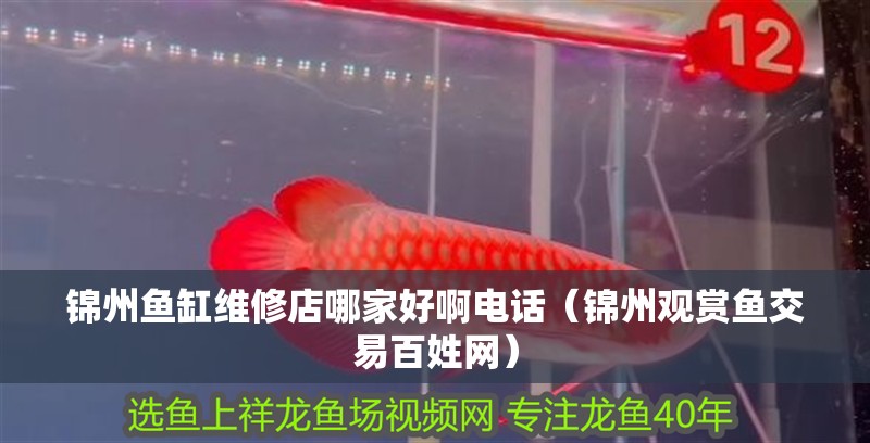 錦州魚(yú)缸維修店哪家好啊電話（錦州觀賞魚(yú)交易百姓網(wǎng)）
