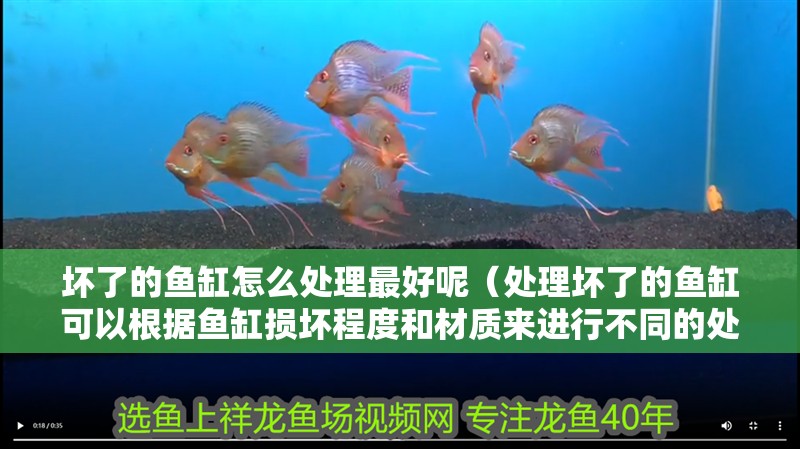 壞了的魚缸怎么處理最好呢（處理壞了的魚缸可以根據(jù)魚缸損壞程度和材質(zhì)來進(jìn)行不同的處理）