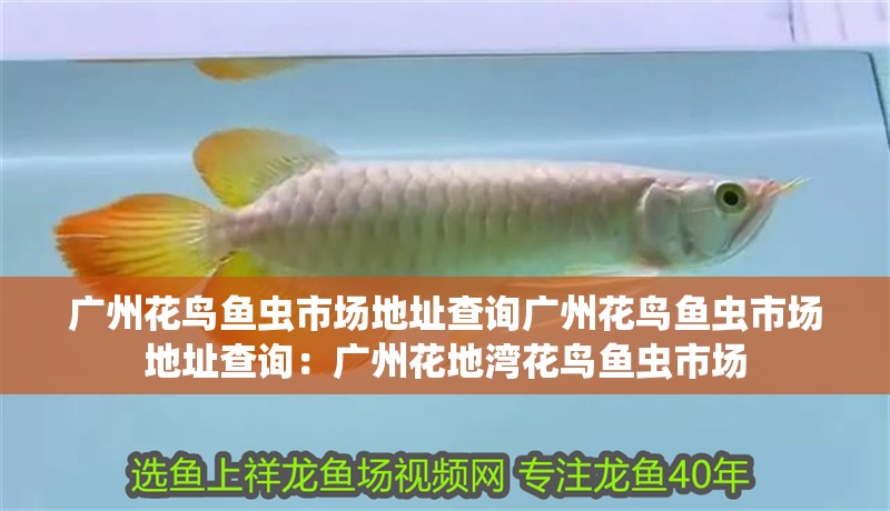 廣州花鳥魚蟲市場地址查詢廣州花鳥魚蟲市場地址查詢：廣州花地灣花鳥魚蟲市場