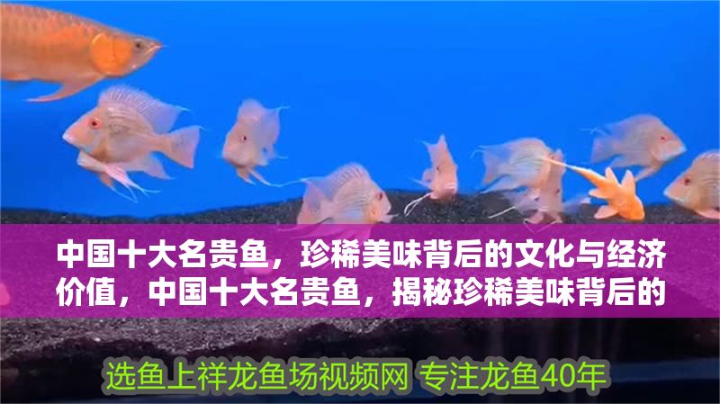 中國十大名貴魚，珍稀美味背后的文化與經濟價值，中國十大名貴魚，揭秘珍稀美味背后的文化傳承與經濟價值 中國十大名貴魚，珍稀美味背后的文化與經濟價值，中國十大名貴魚，揭秘珍稀美味背后的文化傳承與經濟價值 龍魚百科 第1張