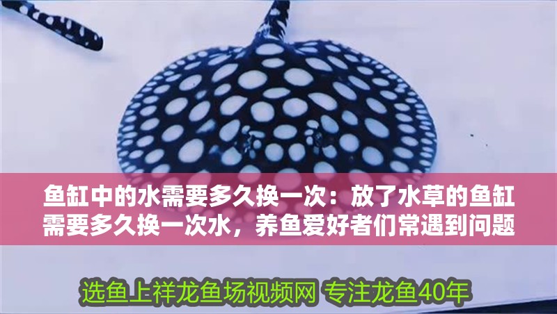 魚缸中的水需要多久換一次：放了水草的魚缸需要多久換一次水，養魚愛好者們常遇到問題