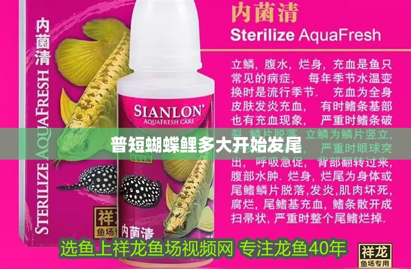 普短蝴蝶鯉多大開始發尾