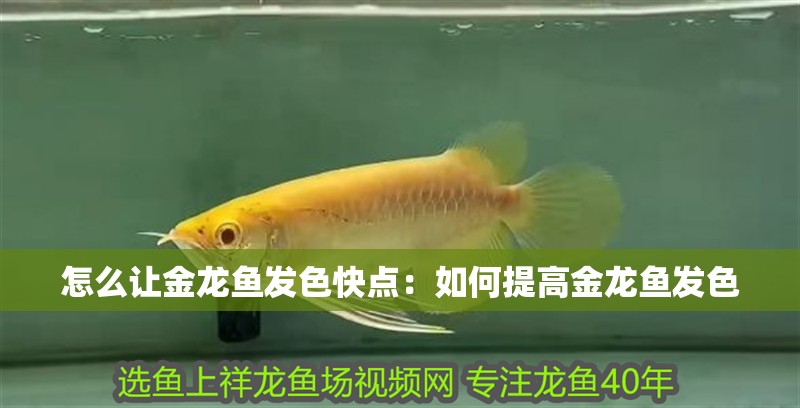 怎么讓金龍魚發(fā)色快點：如何提高金龍魚發(fā)色