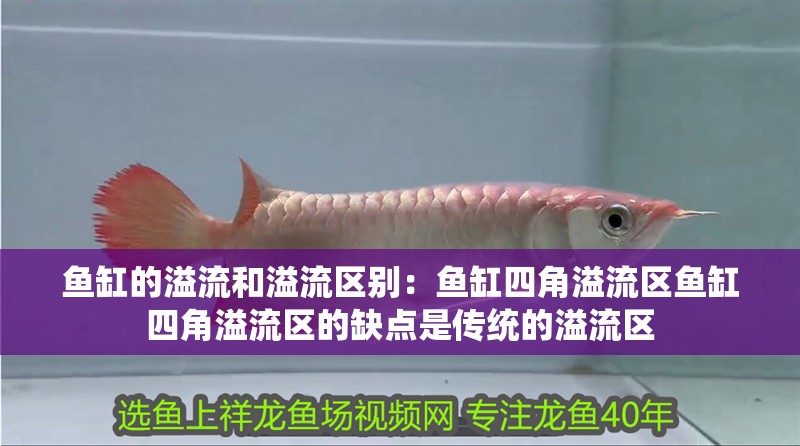 魚缸的溢流和溢流區(qū)別：魚缸四角溢流區(qū)魚缸四角溢流區(qū)的缺點(diǎn)是傳統(tǒng)的溢流區(qū) 魚缸的溢流和溢流區(qū)別：魚缸四角溢流區(qū)魚缸四角溢流區(qū)的缺點(diǎn)是傳統(tǒng)的溢流區(qū) 魚缸百科