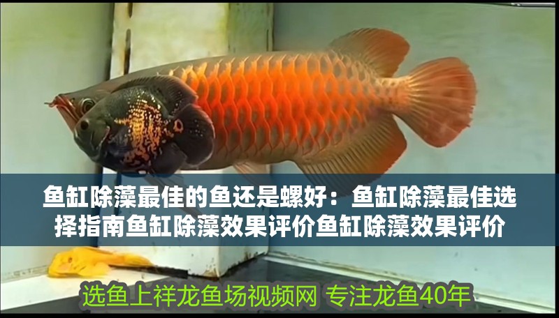 鸚鵡魚和銀龍魚混養(yǎng)怎樣喂食 魚缸除藻最佳的魚還是螺好:魚缸除藻最佳選擇指南魚缸除藻效果評價魚缸除藻效果評價 魚缸百科 魚缸除藻最佳的魚還是螺好:魚缸除藻最佳選擇指南魚缸除藻效果評價魚缸除藻效果評價 魚缸除藻最佳的魚還是螺好:魚缸除藻最佳選擇指南魚缸除藻效果評價魚缸除藻效果評價 魚缸百科